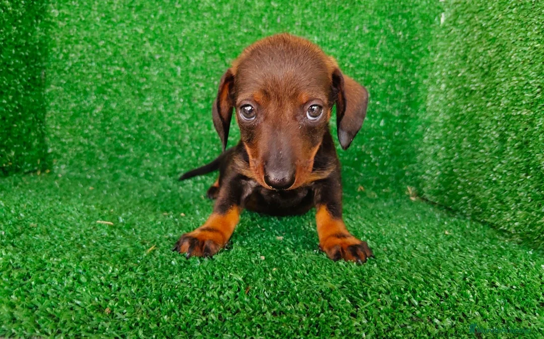 Teckel Miniatura perros en venta: teckel miniatura - Anuncio 2