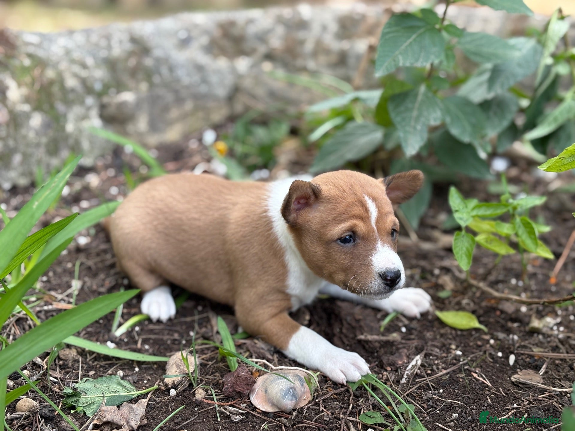 Basenji perros en venta: 🐾 BASENJI – UNA CAMADA MUY ESPECIAL🐾 - Anuncio 2