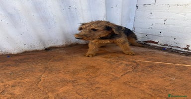 Airedale Terrier perros - Anuncio 7
