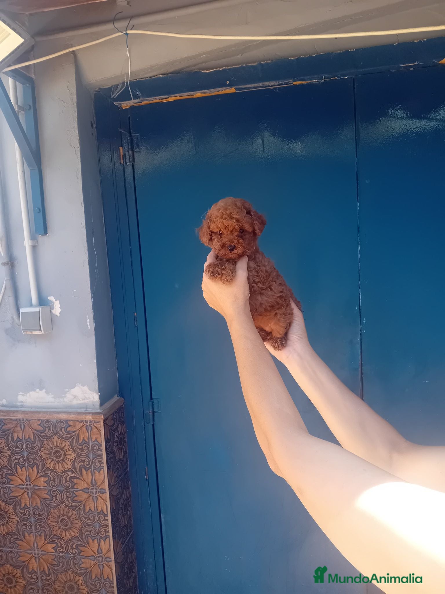 Caniche Toy perros ‼️‼️CANICHES 50% ASIÁTICOS  - Anuncio 8