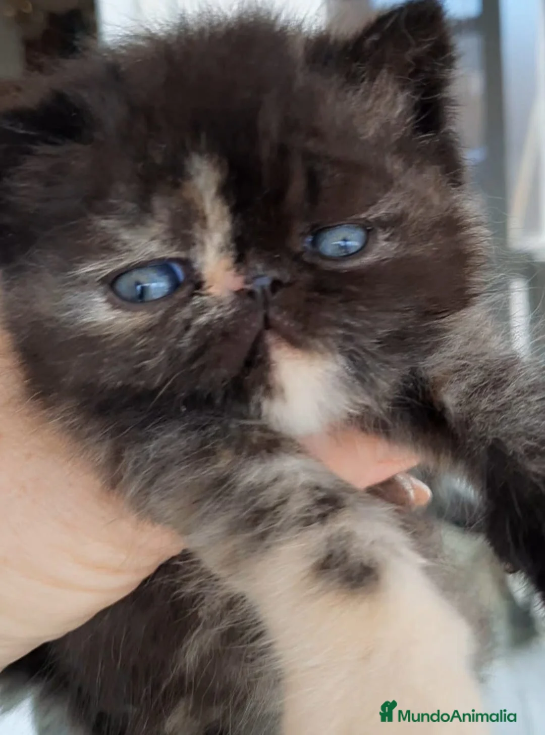 Persa gatos en venta: GATOS PERSAS/HIMALAYOS  en Valencia - Anuncio 2