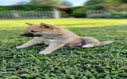 Shiba Inu perros en venta: Cachorros de Shiba Inu - Imagen 1