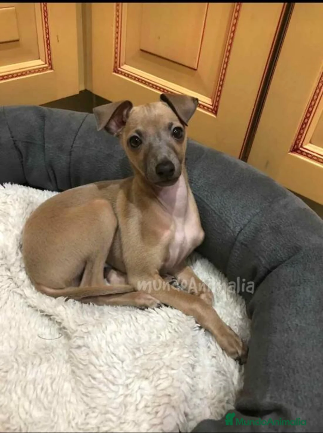 Imagen de galería {{count}}