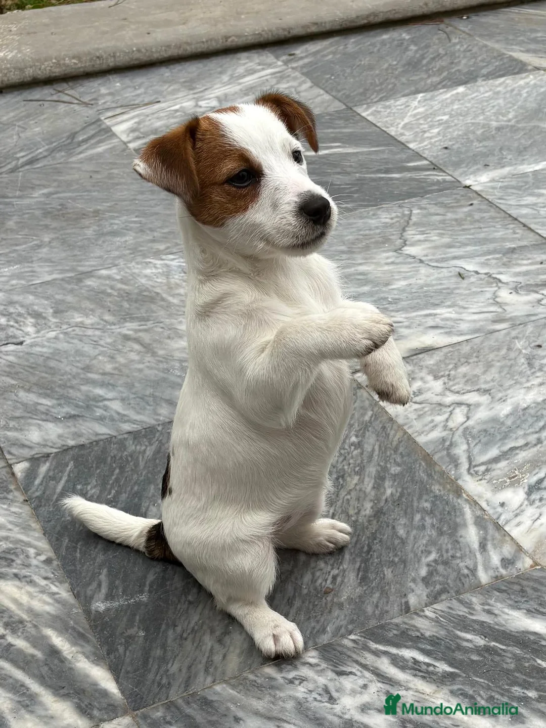 Jack Russell Terrier perros en venta: Jack Russell terrir - Anuncio 2