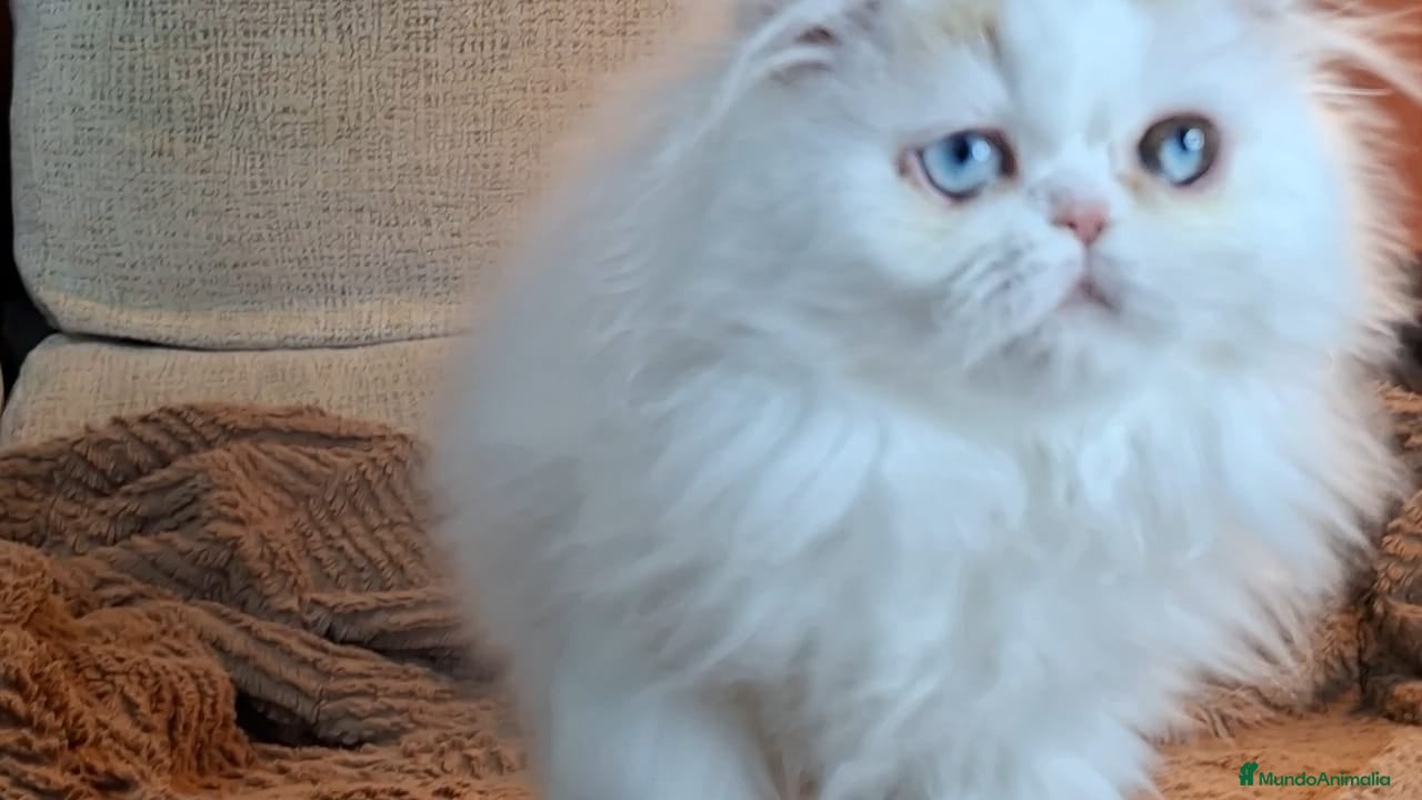Persa gatos Precioso Gato Persa  - Anuncio 1