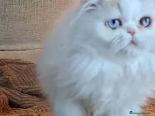 Persa gatos Precioso Gato Persa - Anuncio 17