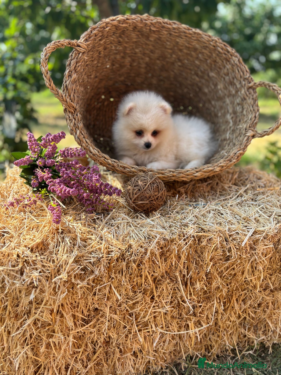 Pomerania perros en venta: Pomerania muy bonitos  - Imagen 8