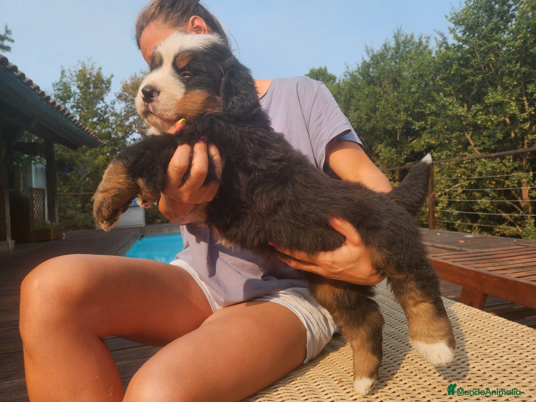 Boyero de Berna perros en venta: Criadero familiar de Boyeros de Berna - Imagen 5