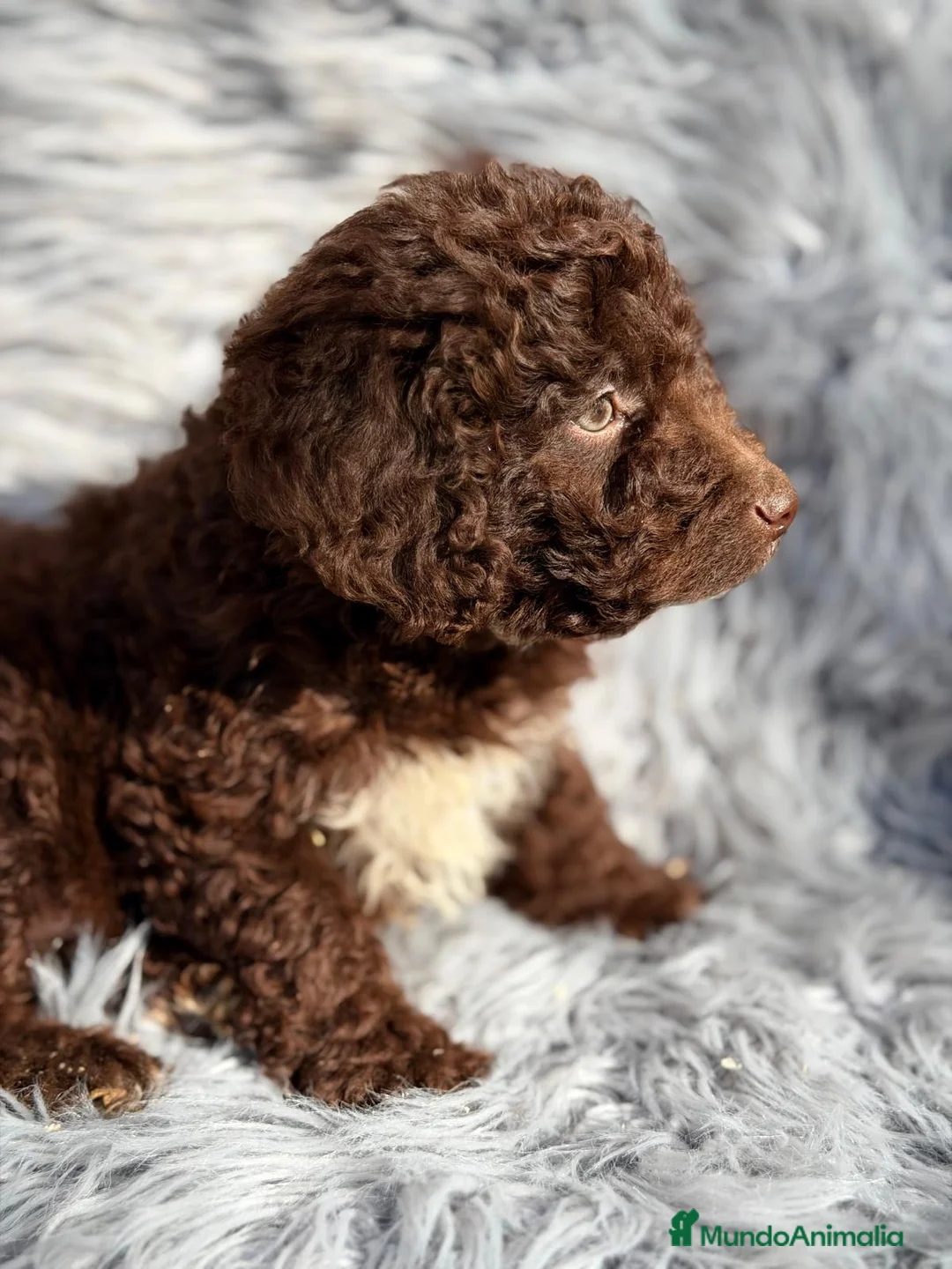 Perro de Agua Español perros en venta: PERRO DE AGUA ESPAÑOL CHOCOLATE  - Anuncio 2