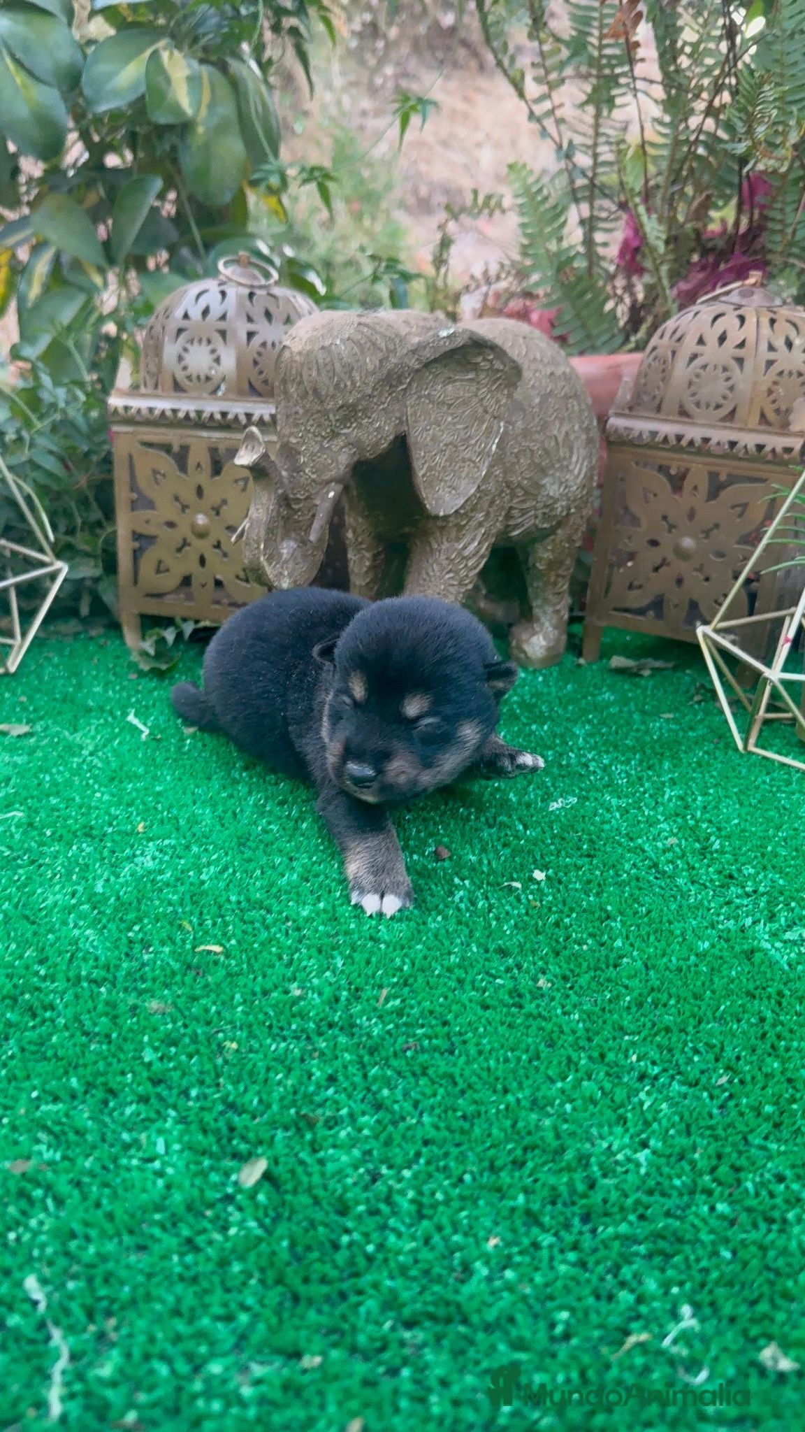 Shiba Inu perros Shiba Inu bebes preciosos negros y rojos  - Anuncio 1