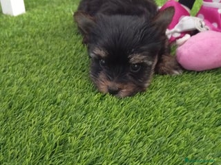 Yorkshire Terrier perros Precioso yorkshire mini toy - Anuncio 1