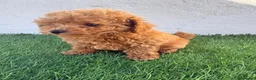 Caniche Toy perros en venta: Caniche toy - Anuncio 9