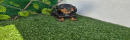 Teckel perros en venta: TECKEL MINIATURA - Anuncio 3