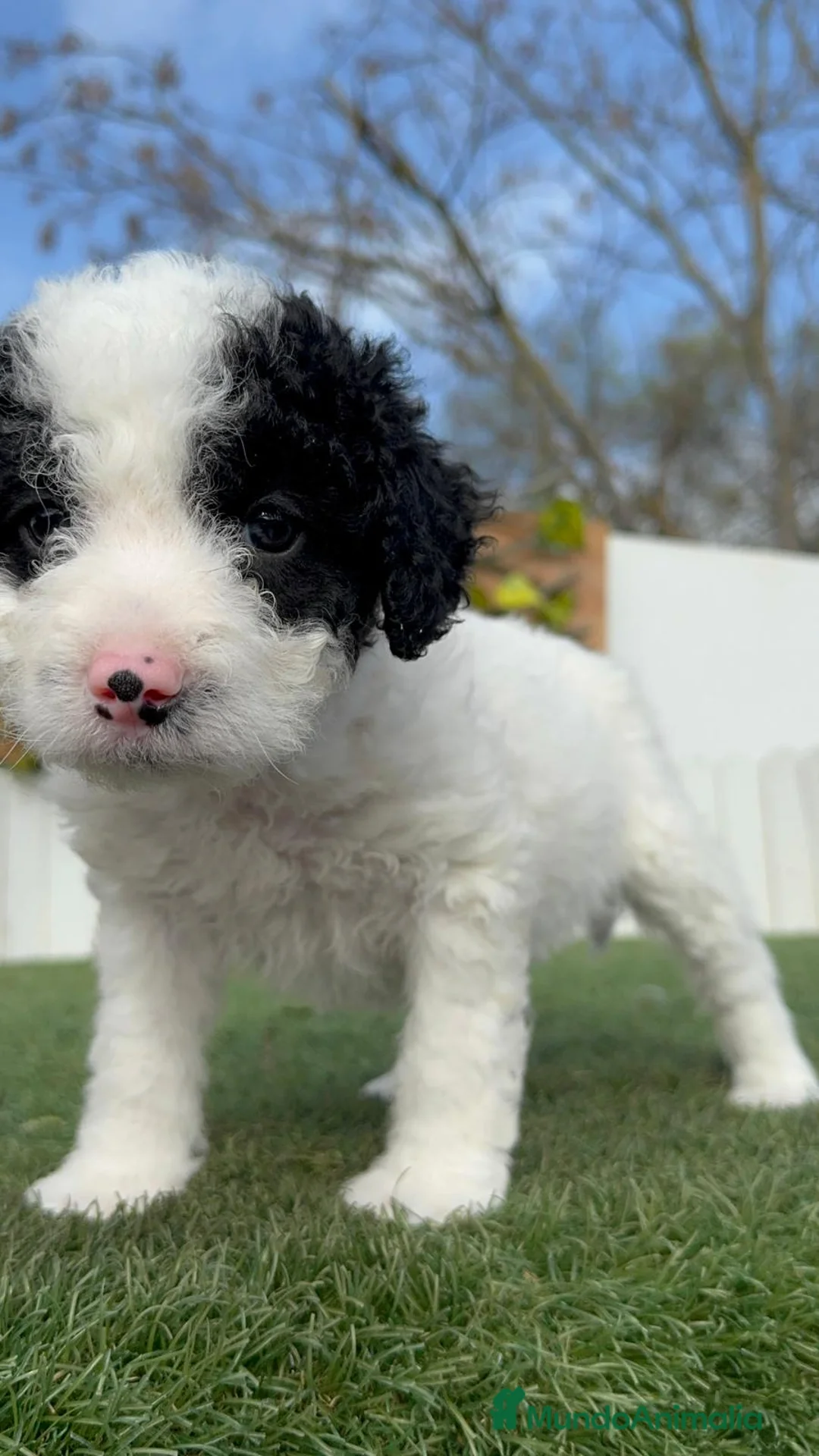 Perro de Agua Español perros en venta: PERRO DE AGUA HEMBRA - Anuncio 9