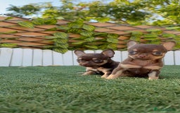 Chihuahua perros en venta: CHIHUAHUA MACHO - Imagen 12