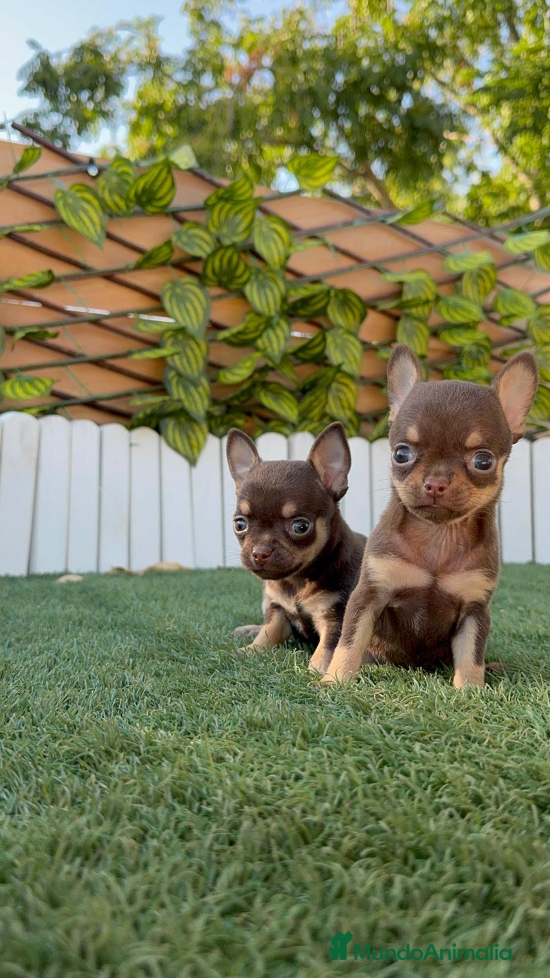 Chihuahua perros en venta: CHIHUAHUA MACHO - Imagen 12