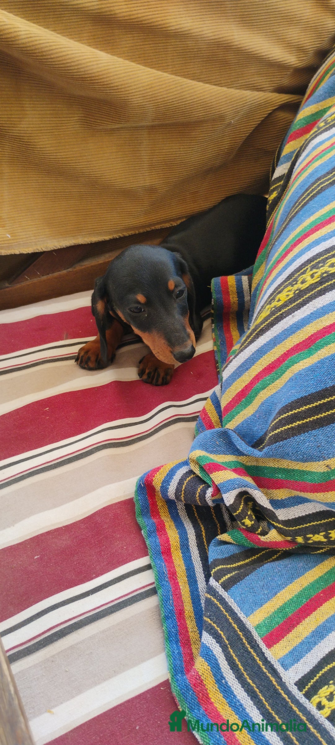 Teckel perros en venta: Cachorrita teckel negro y fuego  - Imagen 2