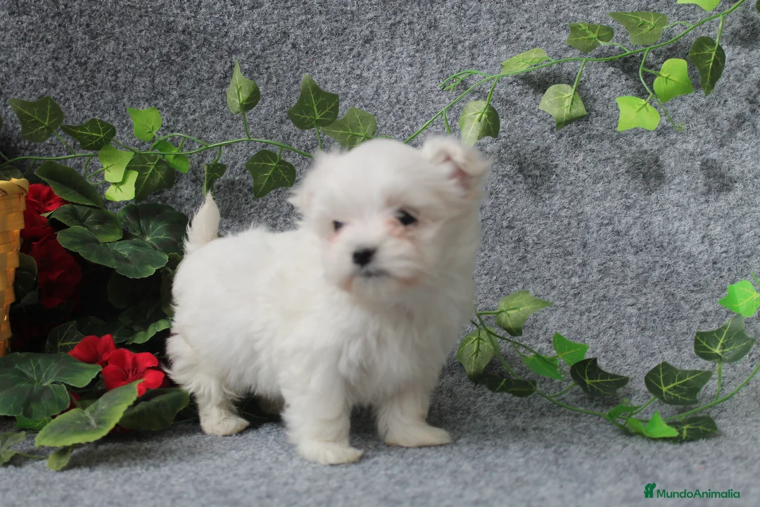 Bichón Maltés perros en venta: preciosos bichon maltes toy - Anuncio 6
