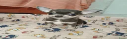 Chihuahua perros en venta: Chihuahua Toy - Anuncio 4