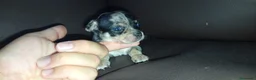 Chihuahua perros en venta: Chihuahuas toy - Anuncio 5