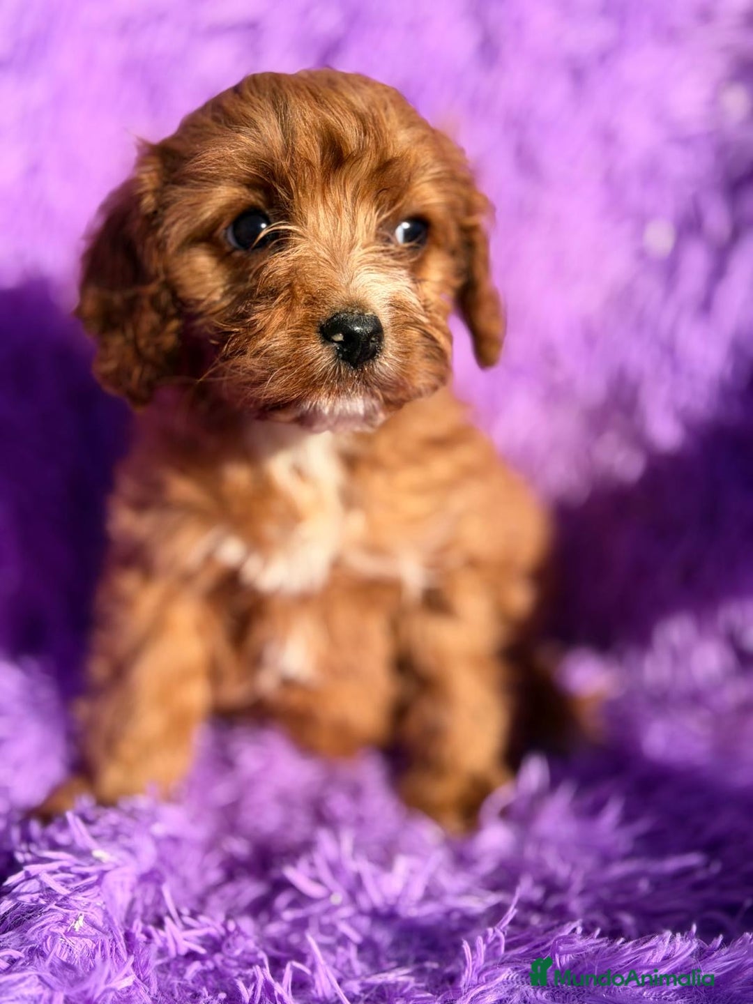 Cavapoo perros en venta: CAVAPOO MACHITO Y HEMBRA - Anuncio 2