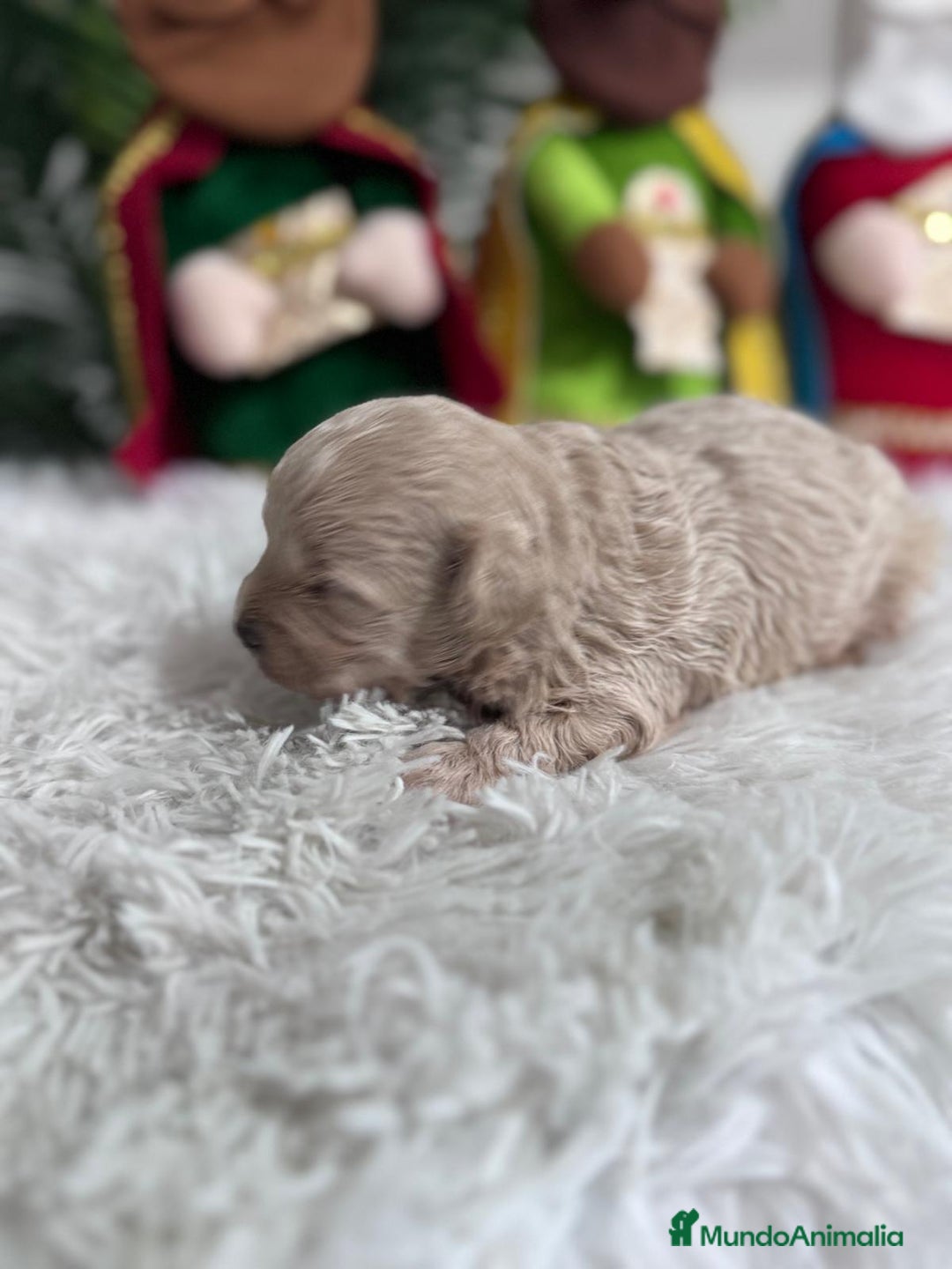 Maltipoo perros en venta: MALTIPOO MACHO - Anuncio 18