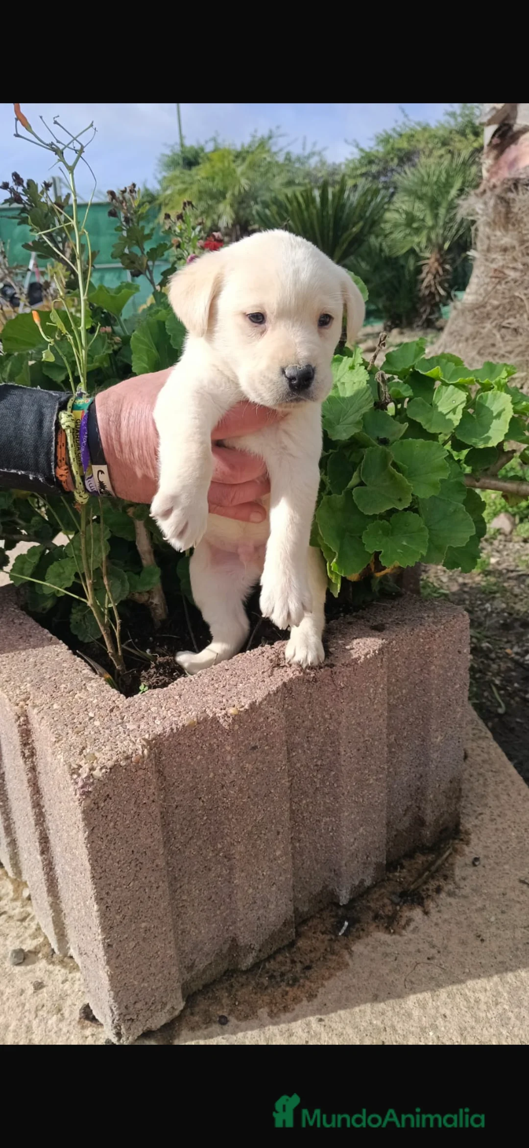 Labrador Retriever perros en venta: Macho y hembra labrador retriever  - Anuncio 4