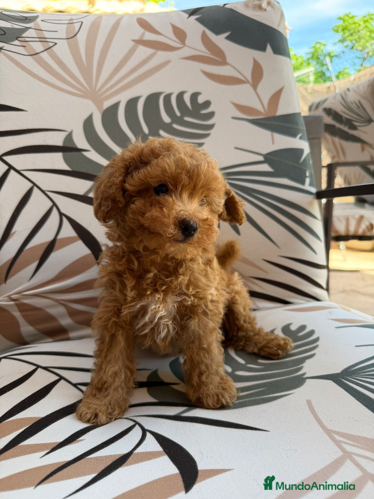 Caniche Toy perros Caniche Toy machos disponibles  - Anuncio 2