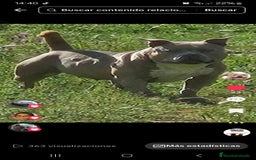 American Bully perros en venta: American bully pocket . Abkc  - Imagen 11