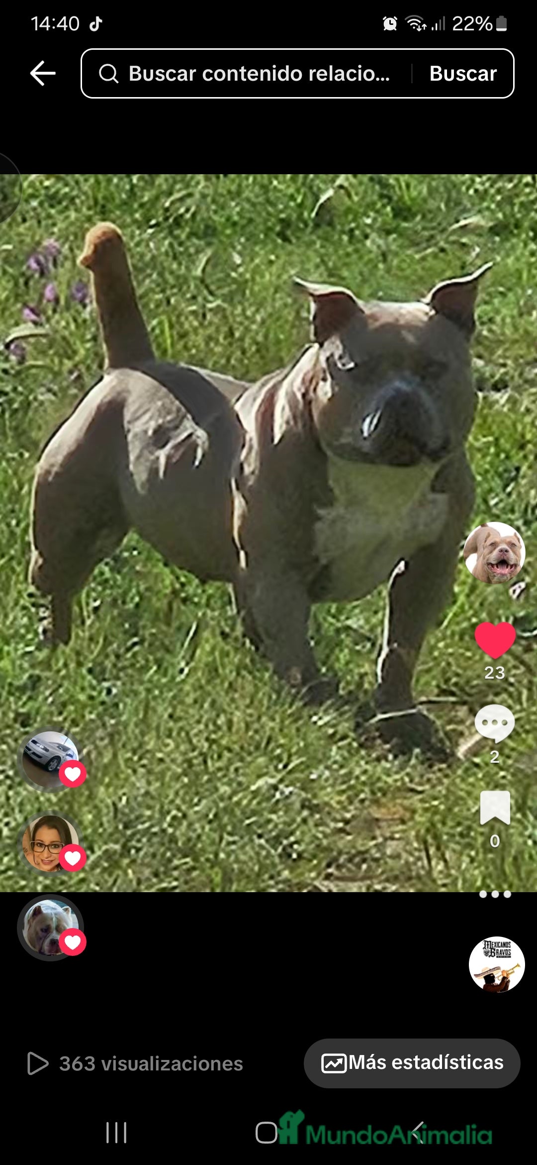 American Bully perros en venta: American bully pocket . Abkc  - Imagen 11