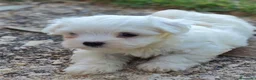 Bichón Maltés perros en venta: Bichon maltés macho - cachorro - Anuncio 3