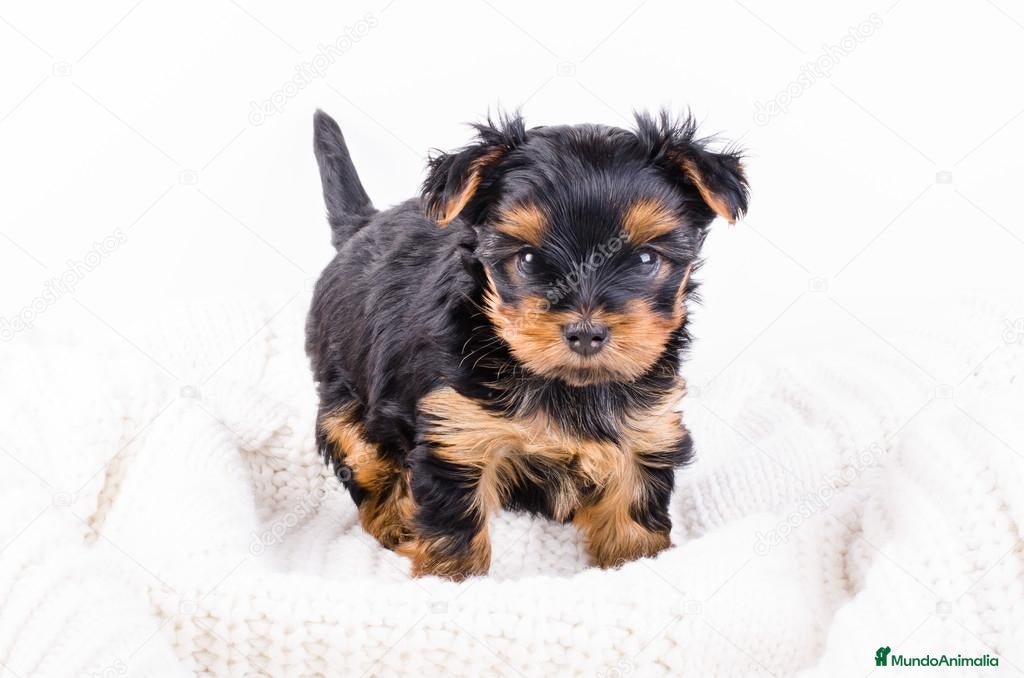 Yorkshire Terrier perros YORKSHIRE HEMBRA  - Anuncio 2