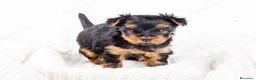 Yorkshire Terrier perros en venta: YORKSHIRE HEMBRA  - Anuncio 1