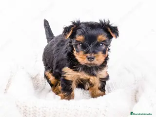 Yorkshire Terrier perros YORKSHIRE HEMBRA - Anuncio 2
