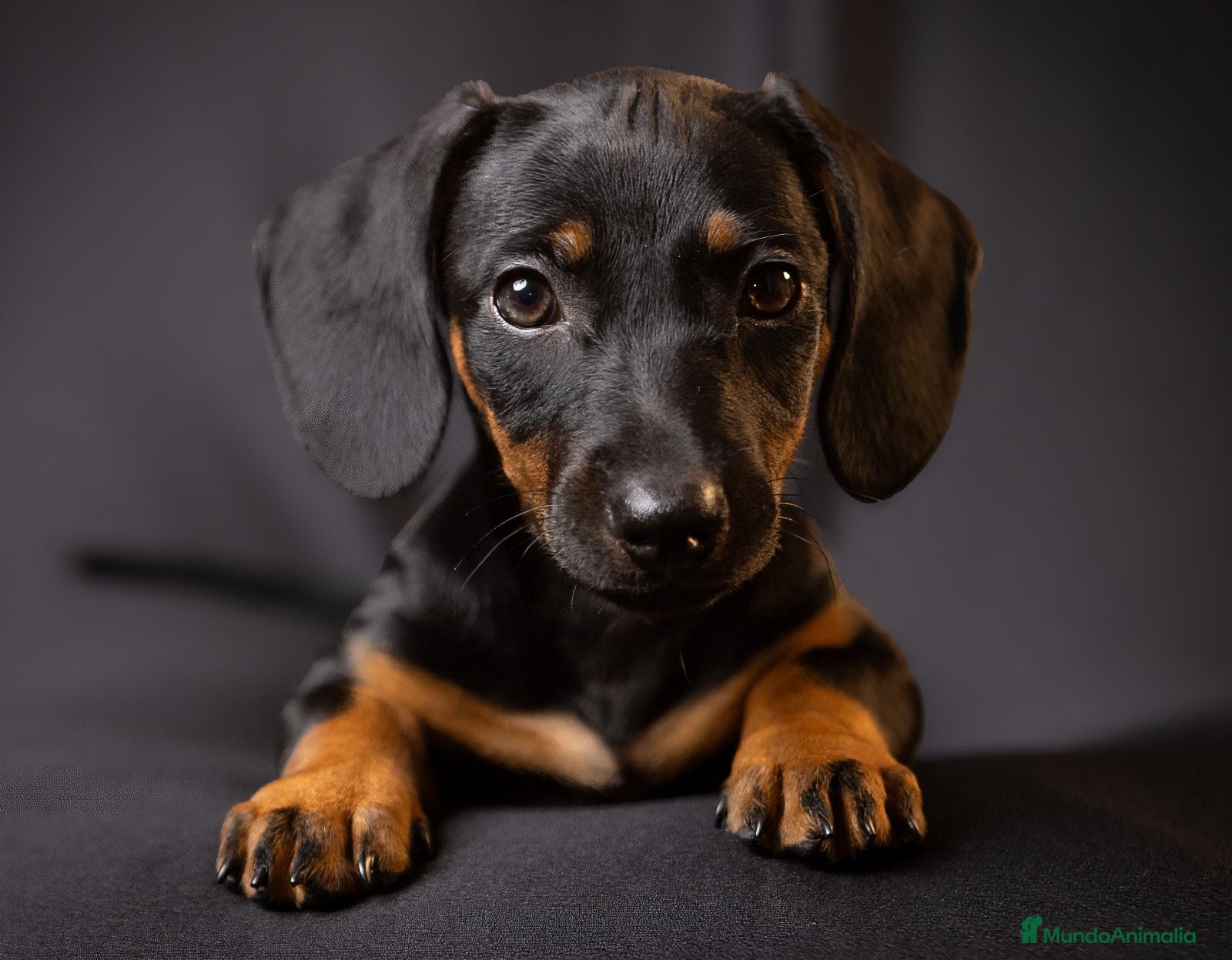 Teckel perros Teckel Arlequínes y Negros fuego - Anuncio 4