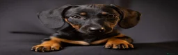 Teckel perros en venta: Teckel Arlequínes y Negros fuego - Anuncio 1