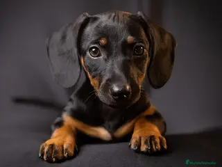 Teckel perros Teckel Arlequínes y Negros fuego - Anuncio 4