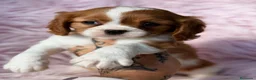 Cavalier King Charles Spaniel perros en venta: CAVALIER BLENHEIN MACHOS Y HEMBRAS - Anuncio 6