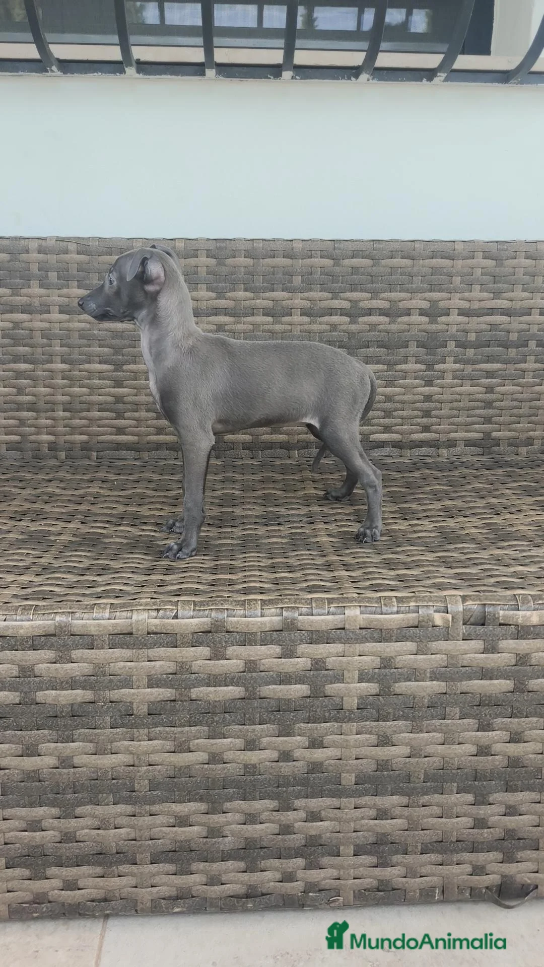 Pequeño Lebrel Italiano perros en venta: Pequeño Lebrel Italiano Finca Paunais  - Anuncio 2