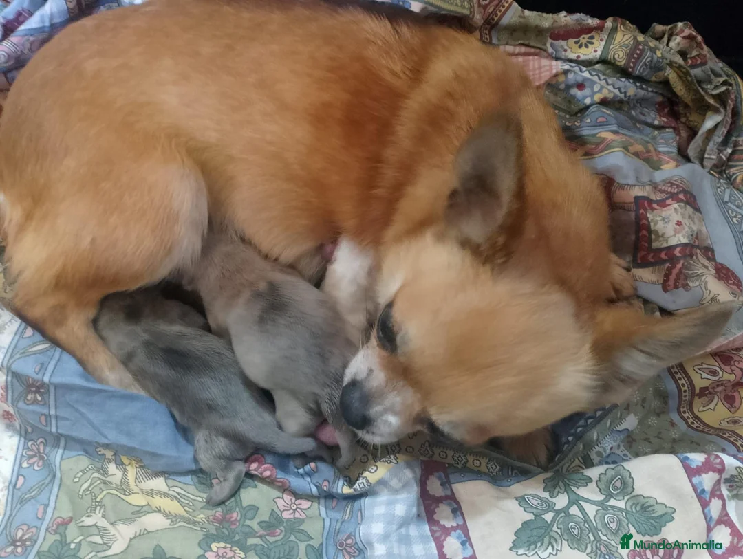 Chihuahua perros en venta: Hembras de chihuahua muy pequeña  - Anuncio 1