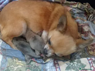 Chihuahua perros Hembras de chihuahua muy pequeña - Anuncio 3