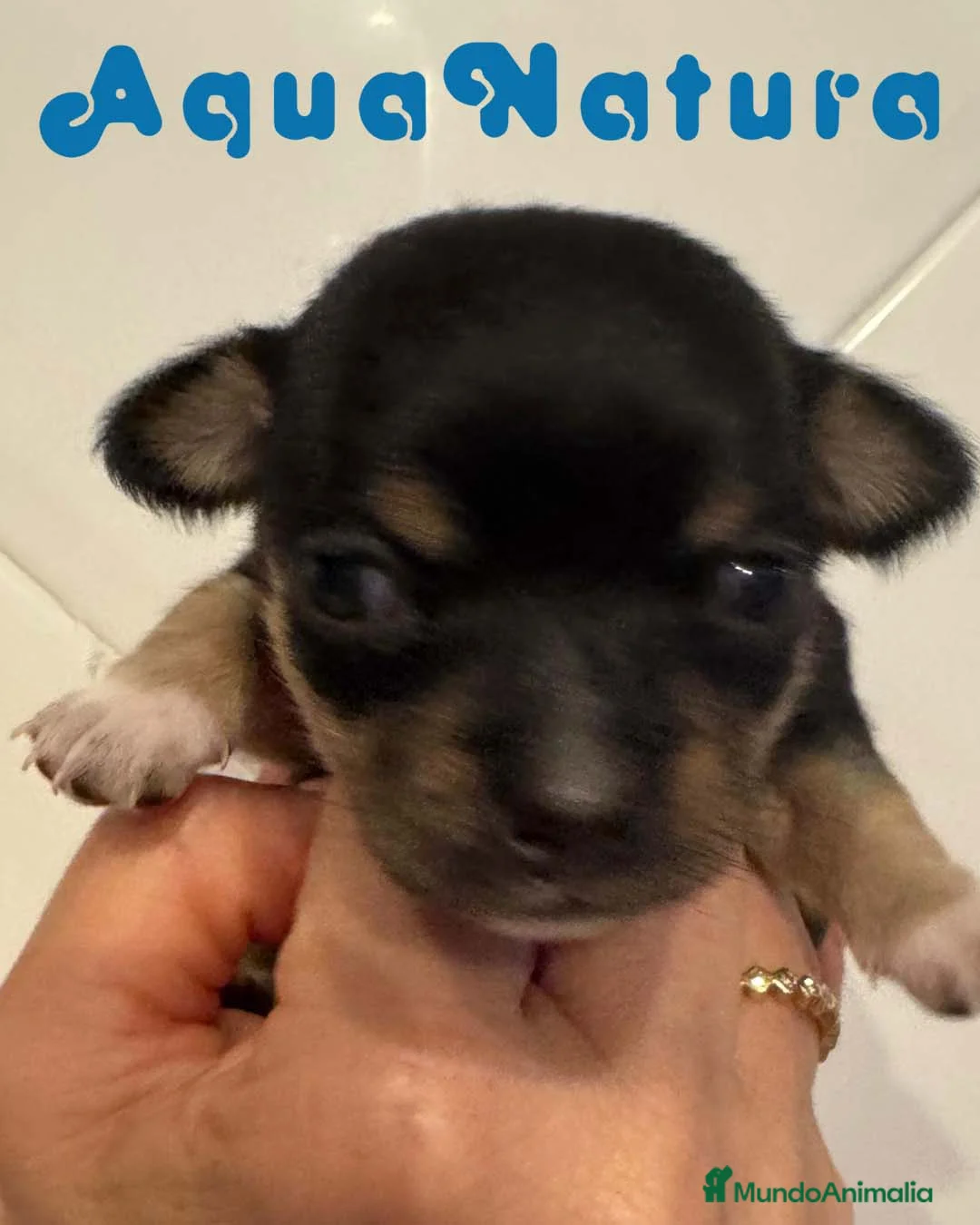Chihuahua perros en venta: Chihuahua Hembra de Clarita y Choc AQUANATURA - Anuncio 3