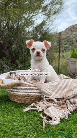 Chihuahua perros en Asturias - Anuncio 4