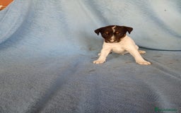 Ratonero Bodeguero Andaluz perros en venta: Bodeguero andaluz  - Imagen 2