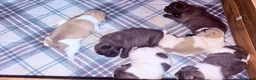 Bulldog Francés perros en venta: Cachorro bulldog frances - Anuncio 5