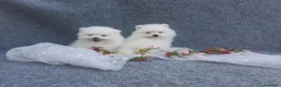 Pomerania perros en venta: PRECIOSO CACHORITO DE POMERANIA TOY  - Anuncio 22