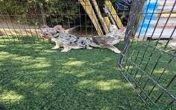 Bulldog Francés perros en venta: Bulldog francés cocoa and tan merle - Imagen 4