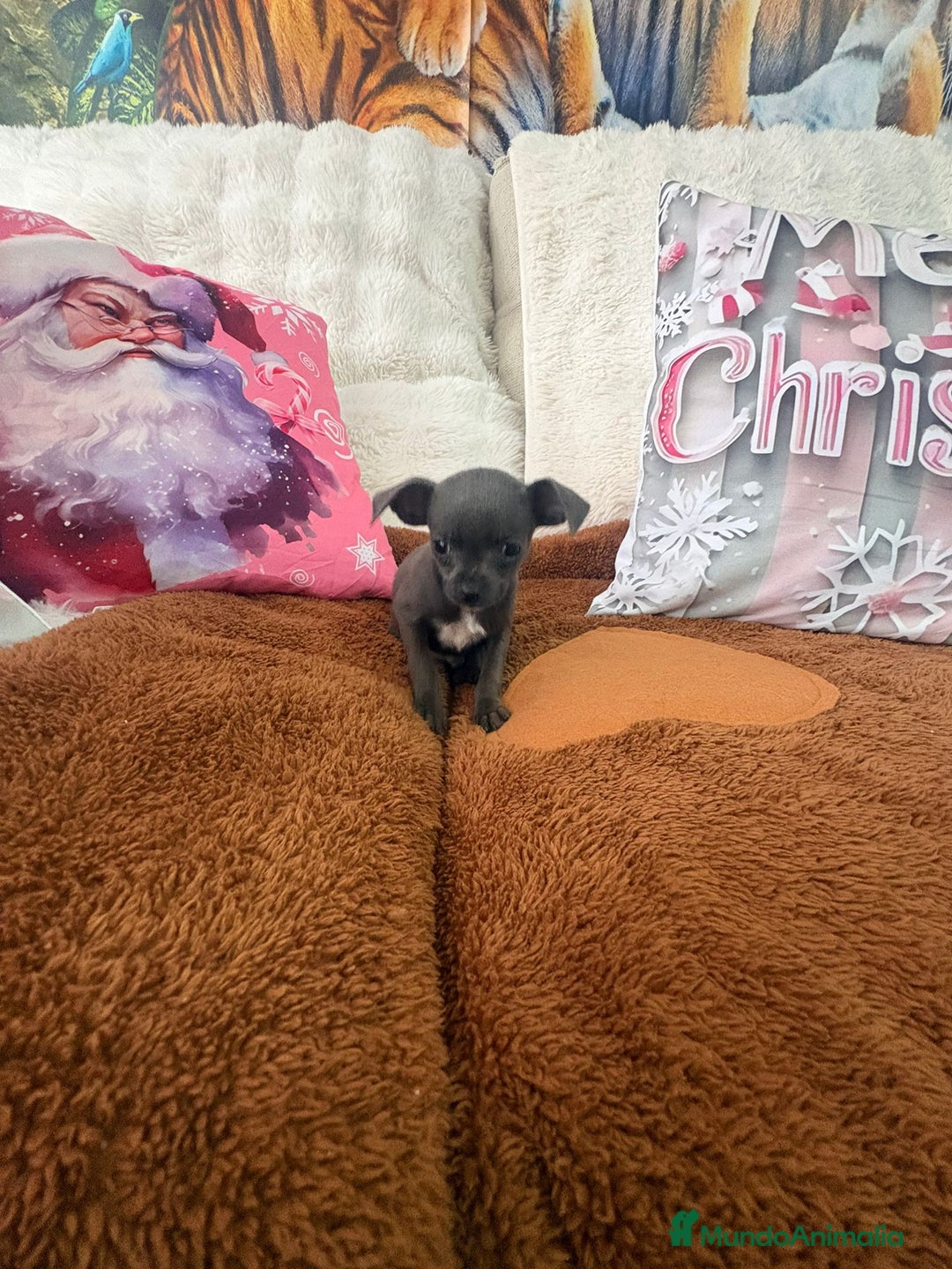 Chihuahua perros en venta: Chihuahua mini toy blue - Anuncio 4