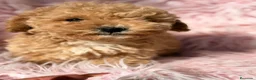 Maltipoo perros en venta: Maltipoo apricot hembra - Anuncio 3