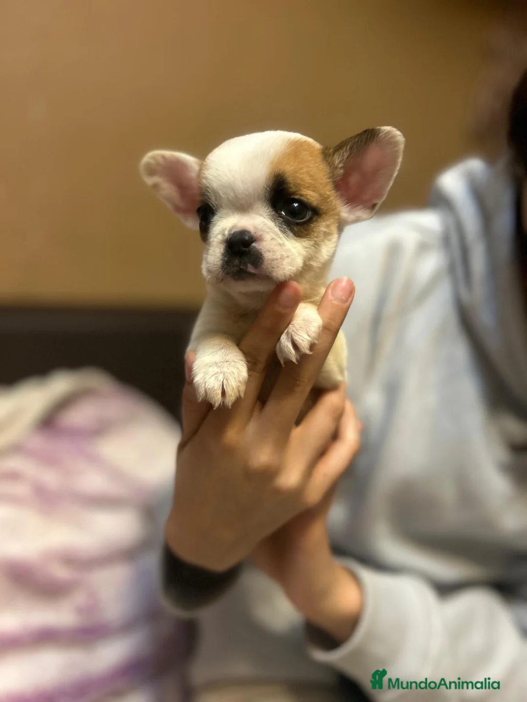 Bulldog Francés perros en venta: PRECIOSA CAMADA DE BULLDOG FRANCES  en Madrid - Anuncio 3